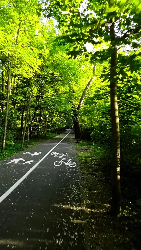 Biking Through a Beautiful Tree-Lined Park Stock Footage 278079482