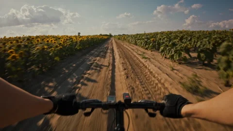 Biking through sunflower fields on a warm summer day in the countryside Stock Footage 323730974