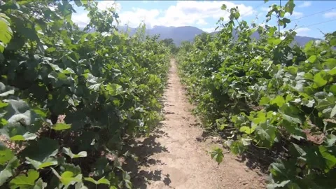 Biking through a vineyard - Labori Stock Footage 280157942