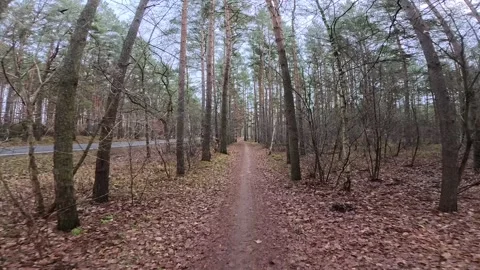 Biking in the woods in Winter Stock Footage 296765019