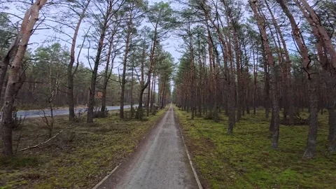 Biking in the woods in Winter Stock Footage 296818206