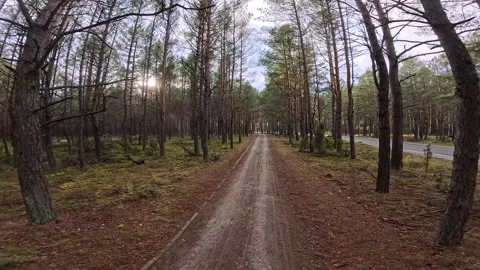 Biking in the woods in Winter Stock Footage 296818249