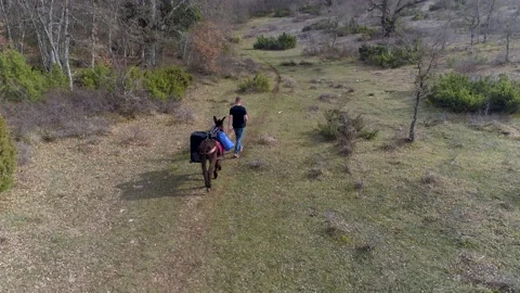 Bilbao Spain Walking Donkeys Tracking Drone Shot 4K Stock Footage 233461574