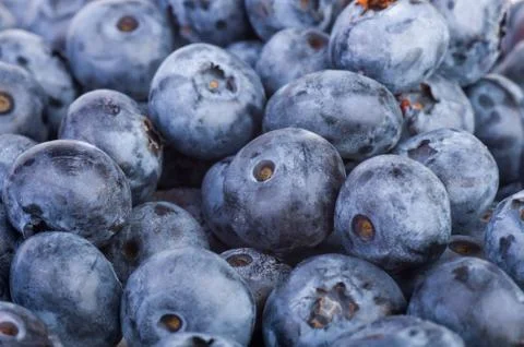 Bilberries background Stock Photos