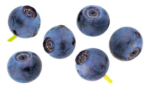 Bilberries isolated on white background Stock Photos