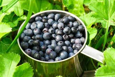 Bilberries Stock Photos