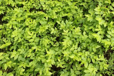 Bilberry background Stock Photos