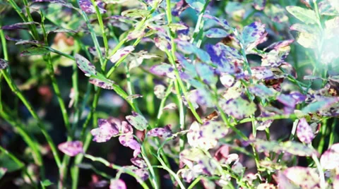 Bilberry bush Stock Footage 29913194