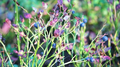 Bilberry bush Stock Footage 30579948