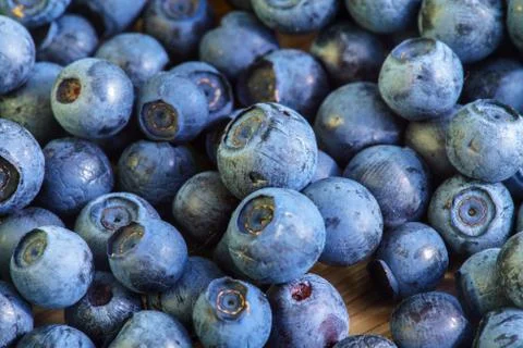 Bilberry Close Up Stock Photos