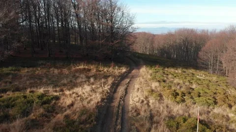 Bilberry fields in Beskid Sadecki Mountains in late autumn Stock Footage 143512094