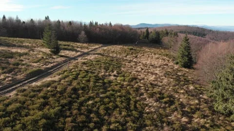 Bilberry fields in Beskid Sadecki Mountains in late autumn Stock Footage 143512175