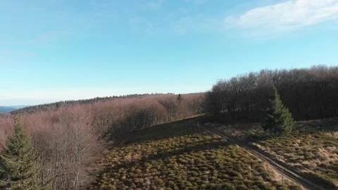 Bilberry fields in Beskid Sadecki Mountains in late autumn Stock Footage 143512301