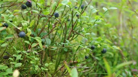 Bilberry in Stock Footage 11899054