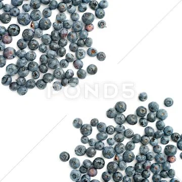 Bilberry or blueberry over isolated white background Stock Photos