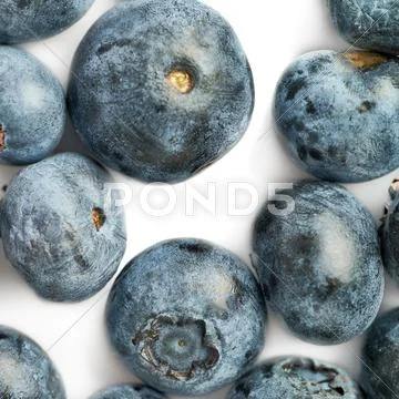 Bilberry or blueberry over white background Stock Photos