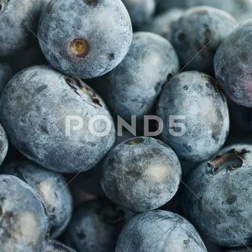 Bilberry or blueberry as texture background Stock Photos