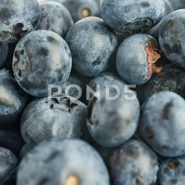 Bilberry or blueberry as texture background Stock Photos
