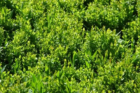 Bilberry Stock Photos