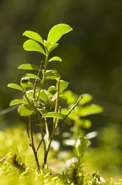 Bilberry Stock Photos