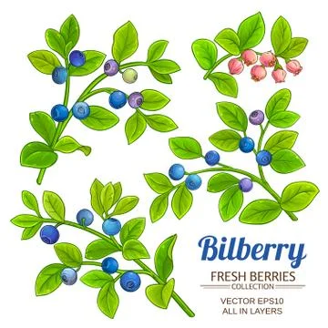 Bilberry plant vector Stock Illustration