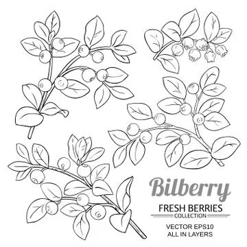 Bilberry plant vector Stock Illustration