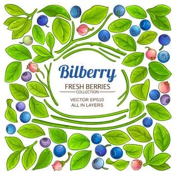 Bilberry plant vector Stock Illustration