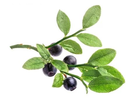 Bilberry shrub Foto stock
