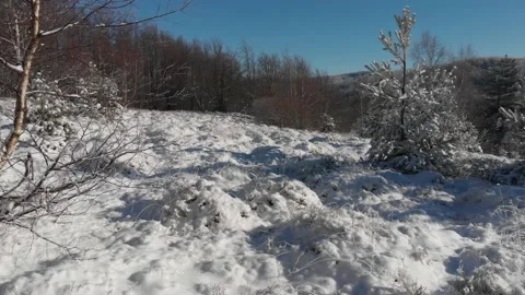 Bilberry shrubs and pine trees covered with snow in mountains Stock Footage 146152795