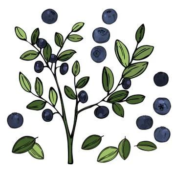 Bilberry. Vector sketch illustration Stock Illustration