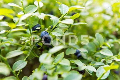 Bilberry, whortleberry or European blueberry Stock Photos