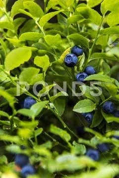 Bilberry, whortleberry or European blueberry Stock Photos