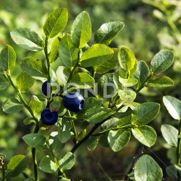 Bilberry, whortleberry or European blueberry Stock Photos