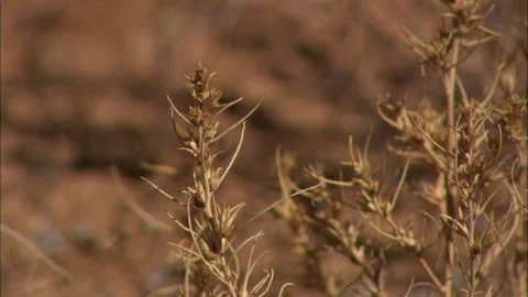 Bilby habitat Stock Footage 132109940