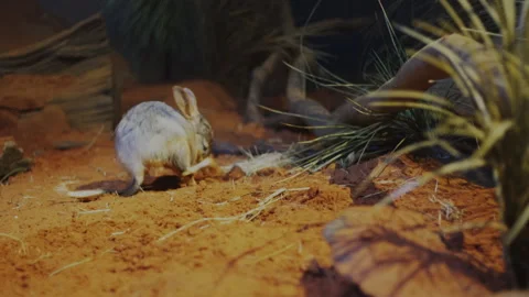 Bilby scratching Vidéo 134128047