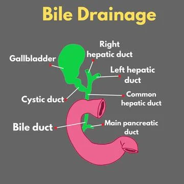 Bile drainage science illustration useful for educational and healthcare ind Stock Illustration