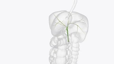 Bile ducts are tiny canals that connect some of the organs in your digestiv.. Stock Illustration