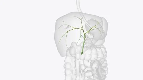 Bile ducts are tiny canals that connect some of the organs in your digestiv.. Stock Illustration