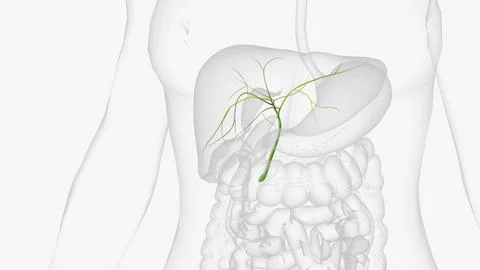 Bile ducts are tiny canals that connect some of the organs in your digestiv.. Stock Illustration