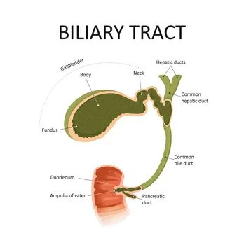 Biliary tract. Gallbladder and bile duct. Stock Illustration