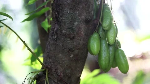 Bilimbi Fruit Close-up Hanging on Tree Branch - Exotic Tropical Averrhoa Stock Footage 305433090