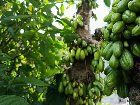 Bilimbi Fruit Cluster Growing on Tree Trunk Stock Photos