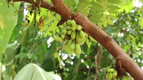 Bilimbi fruit in the garden Stock Footage 134225296