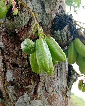 Bilimbi Fruit Growing on Tree Trunk Stock Photos