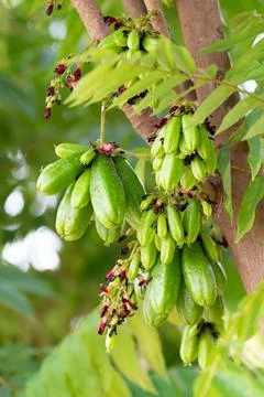 Bilimbi fruit on tree Stock Photos