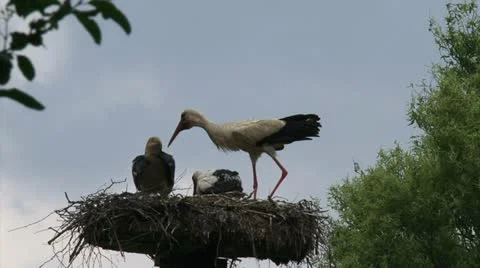Bill clattering white storks with offspring on nest Видео 21623648