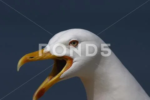 Bill closeup gull scream seagull animal bird Stock Photos