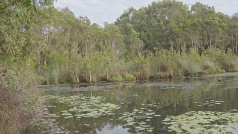 Billabong Scene in Australia Stock Footage 279127751