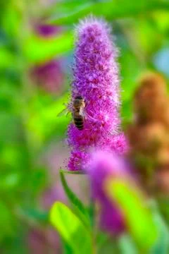 Billards Spirea - bee Фото