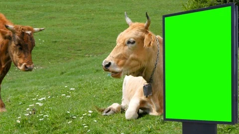 Billboard green screen on the background of cows on a green meadow Stock-Footage 97757050